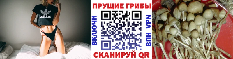 Псилоцибиновые грибы Psilocybe Ленинск
